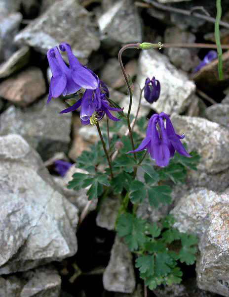 Aquilegia ophiolitica Barberis & E. Nardi (nuova specie)